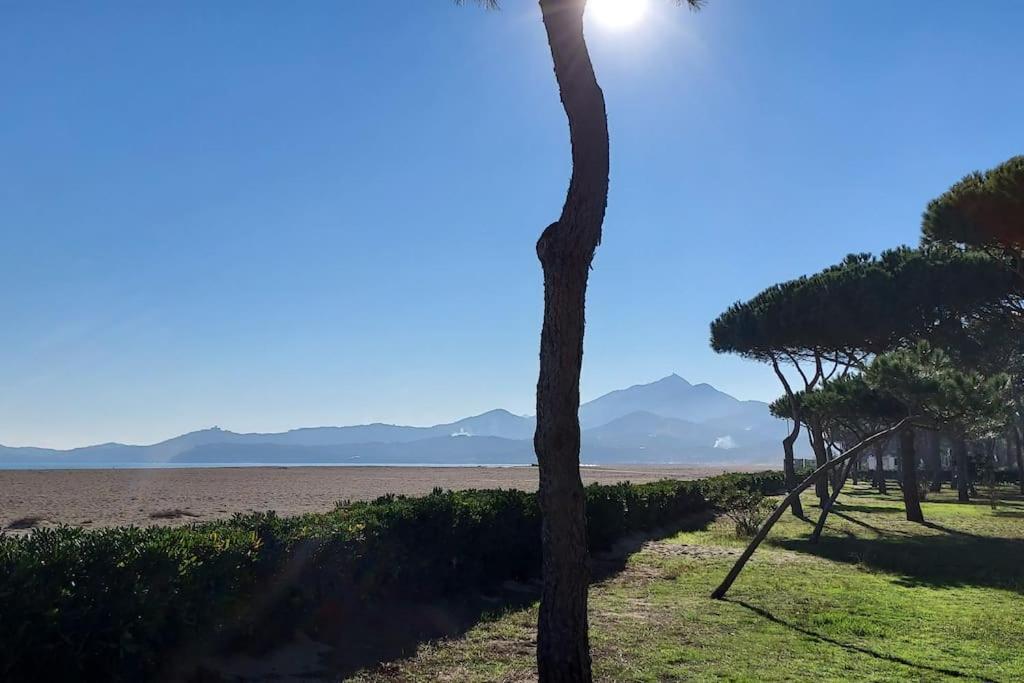 Appartement Renove Avec Balcon A 100 M De La Plage アルジェレス・シュル・メール エクステリア 写真